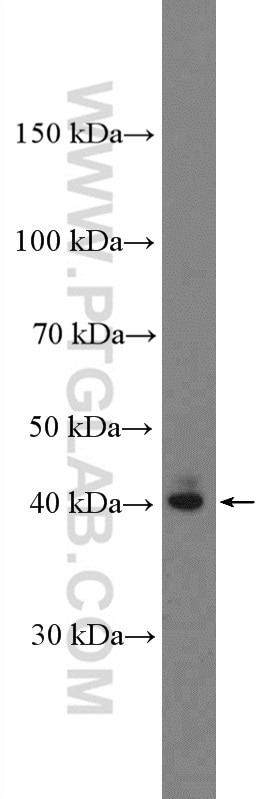 Western Blot (WB) analysis of mouse liver tissue using SIRT6 Polyclonal antibody (13572-1-AP)