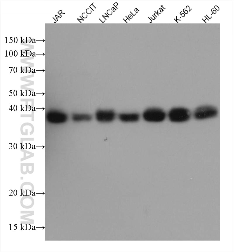 Western Blot (WB) analysis of various lysates using SIRT6 Monoclonal antibody (67510-1-Ig)