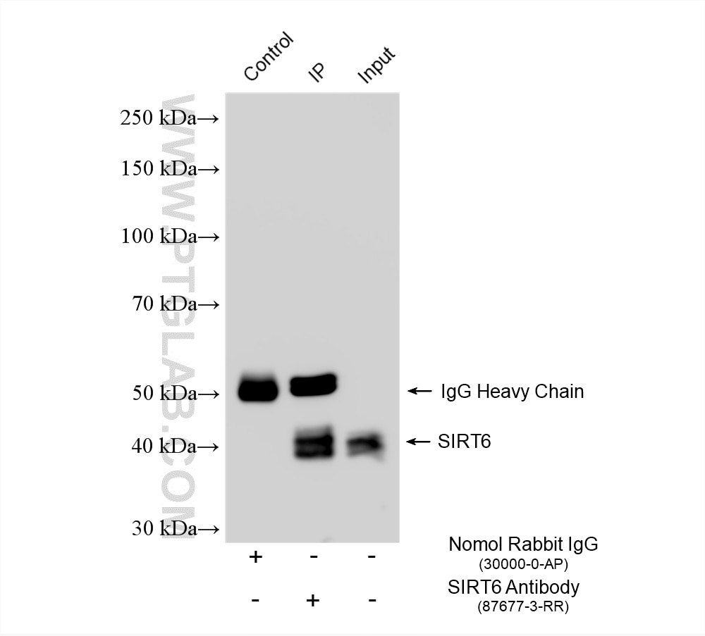 IP experiment of HeLa using 87677-3-RR Immunoprecipitation (IP) experiment of HeLa cells using SIRT6 Recombinant monoclonal antibody (87677-3-RR)