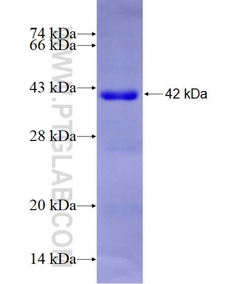 SIRT6 fusion protein Ag24103 SDS-PAGE