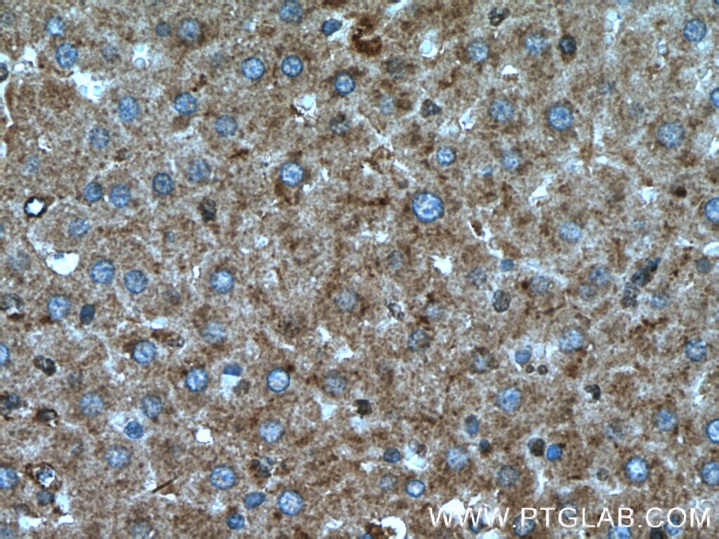 IHC staining of rat liver using 12994-1-AP