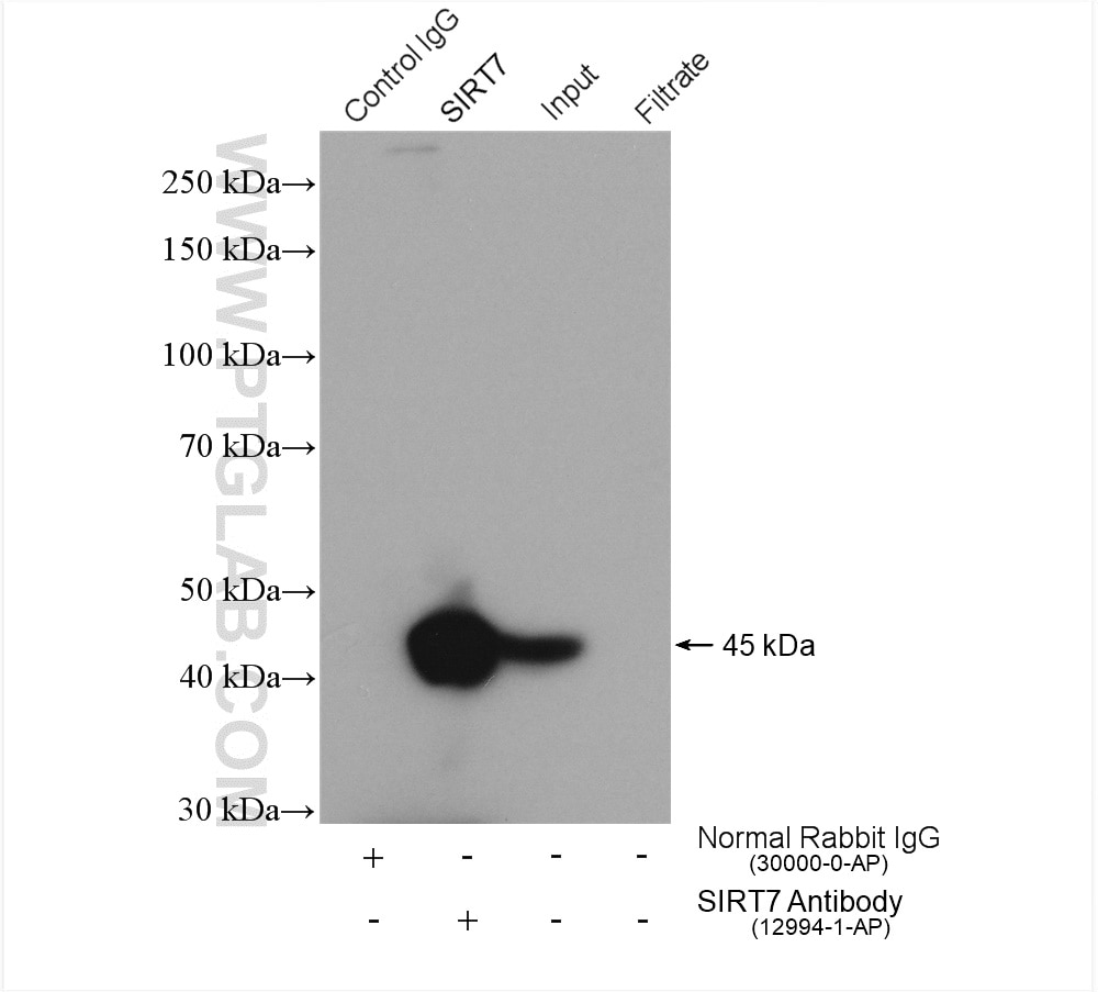 Immunoprecipitation (IP) experiment of PC-3 cells using SIRT7 Polyclonal antibody (12994-1-AP)