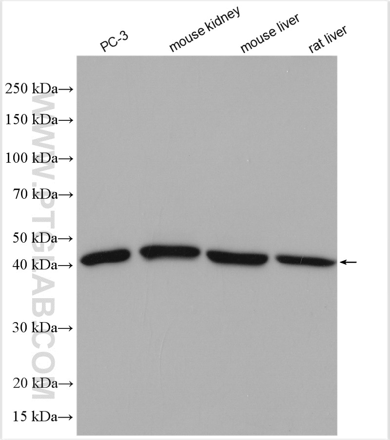 Western Blot (WB) analysis of various lysates using SIRT7 Polyclonal antibody (12994-1-AP)