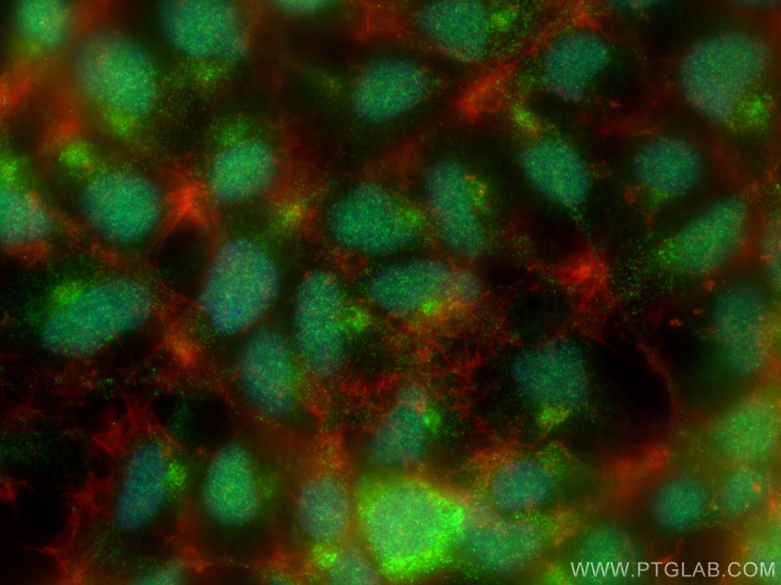 Immunofluorescence (IF) / fluorescent staining of HEK-293 cells using SIRT7 Polyclonal antibody (29729-1-AP)