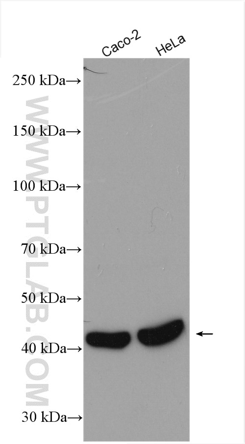 Western Blot (WB) analysis of various lysates using SIRT7 Polyclonal antibody (29729-1-AP)