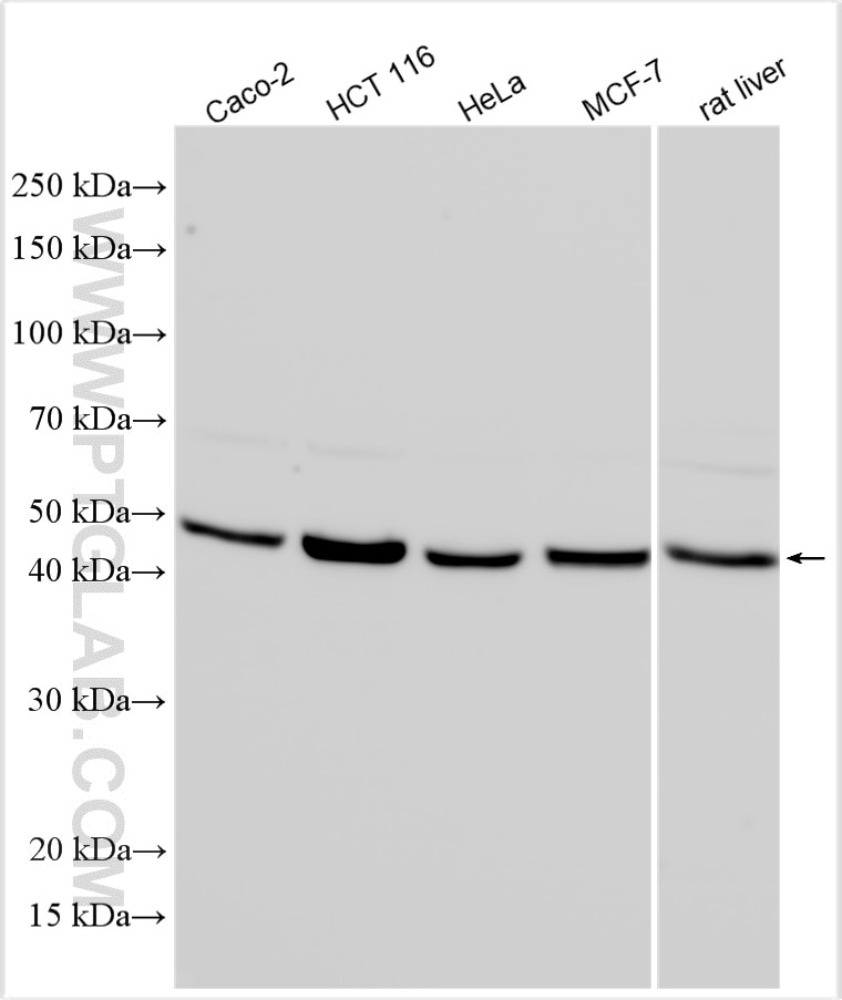 Western Blot (WB) analysis of various lysates using SIRT7 Polyclonal antibody (29729-1-AP)