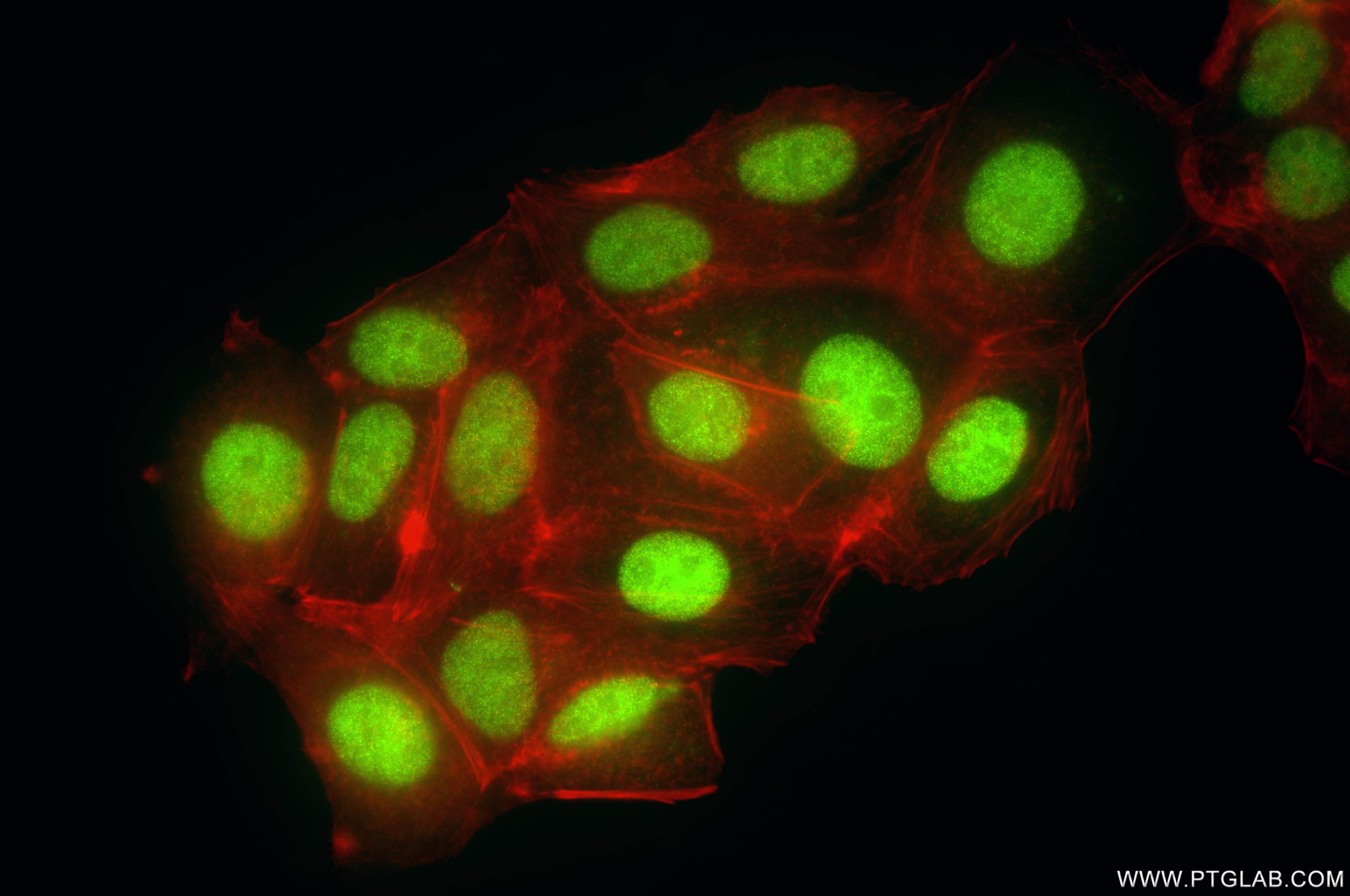 Immunofluorescent analysis of (4% PFA) fixed MCF-7 cells using SIRT7 antibody (84805-4-RR, Clone: 242167C9 ) at dilution of 1:200 and CoraLite®488-Conjugated Goat Anti-Rabbit IgG(H+L) (SA00013-2), CL594-Phalloidin (red). Immunofluorescence (IF) / fluorescent staining of MCF-7 cells using SIRT7 Recombinant monoclonal antibody (84805-4-RR)