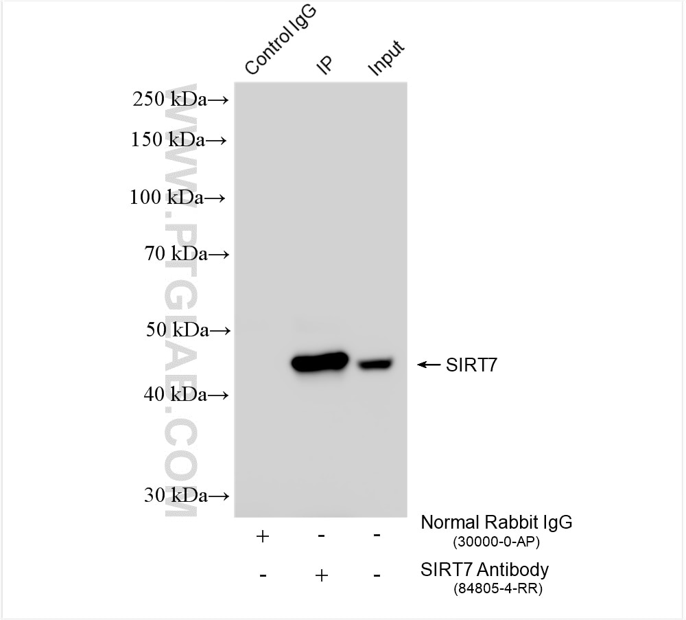 Immunoprecipitation (IP) experiment of HEK-293T cells using SIRT7 Recombinant antibody (84805-4-RR)