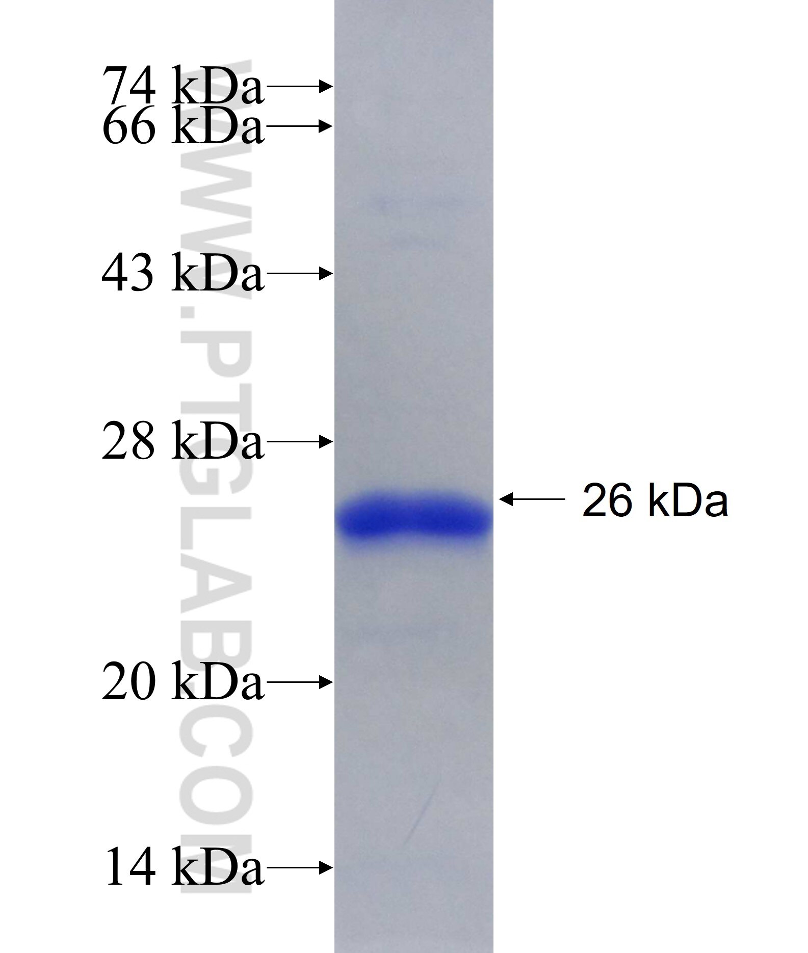 SIRT7 fusion protein Ag29149 SDS-PAGE