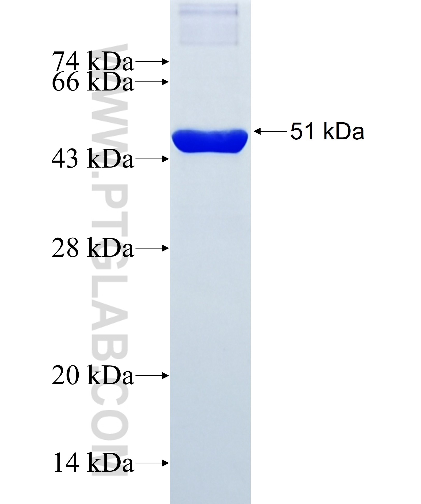 SIRT7 fusion protein Ag31770 SDS-PAGE
