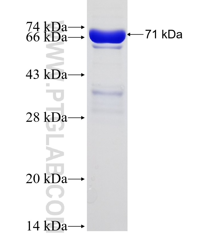 SIRT7 fusion protein Ag31794 SDS-PAGE