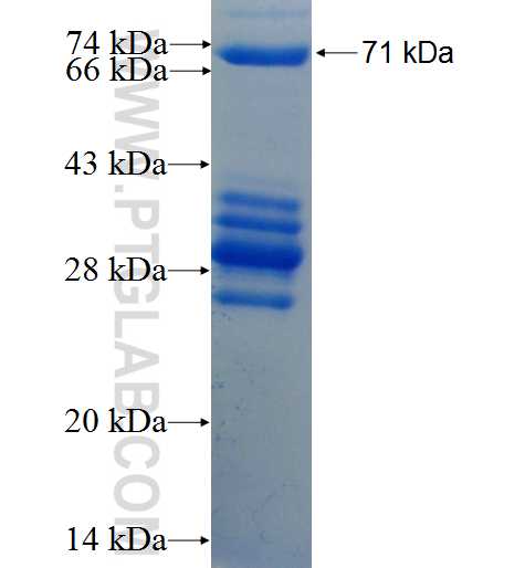 SIRT7 fusion protein Ag3656 SDS-PAGE