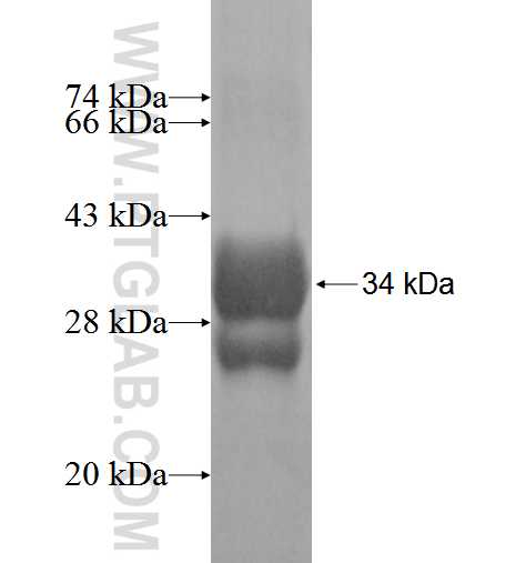 SIVA1 fusion protein Ag3654 SDS-PAGE