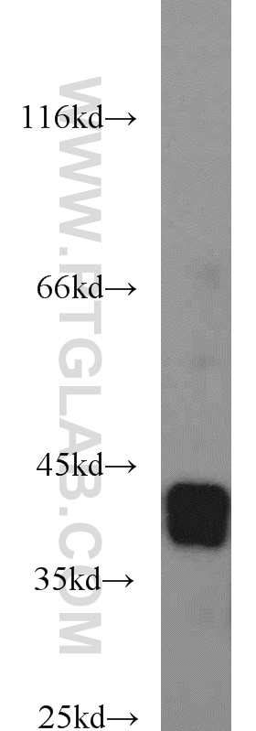 Western Blot (WB) analysis of HepG2 cells using SIX1 Polyclonal antibody (10709-1-AP)