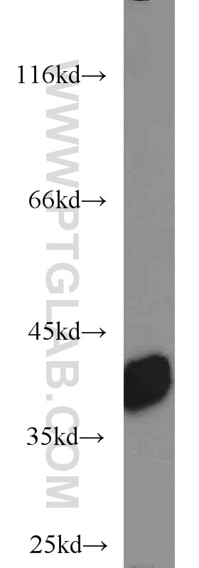 Western Blot (WB) analysis of L02 cells using SIX1 Polyclonal antibody (10709-1-AP)