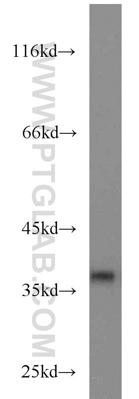 Western Blot (WB) analysis of HEK-293 cells using SIX1 Polyclonal antibody (10709-1-AP)