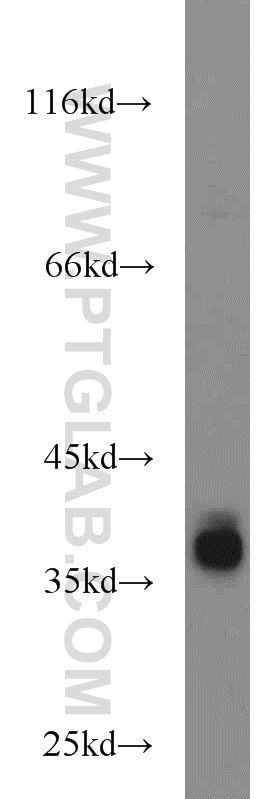 Western Blot (WB) analysis of HEK-293 cells using SIX1 Polyclonal antibody (10709-1-AP)