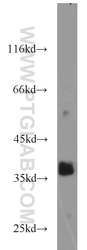 Western Blot (WB) analysis of L02 cells using SIX1 Polyclonal antibody (10709-1-AP)