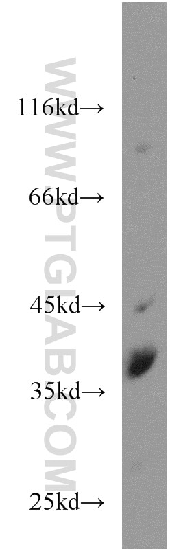 Western Blot (WB) analysis of L02 cells using SIX1 Polyclonal antibody (10709-1-AP)