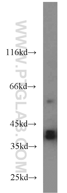 Western Blot (WB) analysis of PC-3 cells using SIX1 Polyclonal antibody (10709-1-AP)