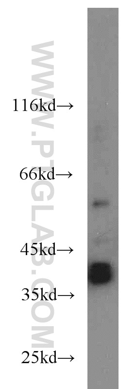 Western Blot (WB) analysis of PC-3 cells using SIX1 Polyclonal antibody (10709-1-AP)