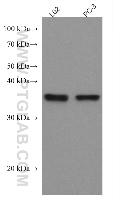 Western Blot (WB) analysis of various lysates using SIX1 Monoclonal antibody (67741-1-Ig)