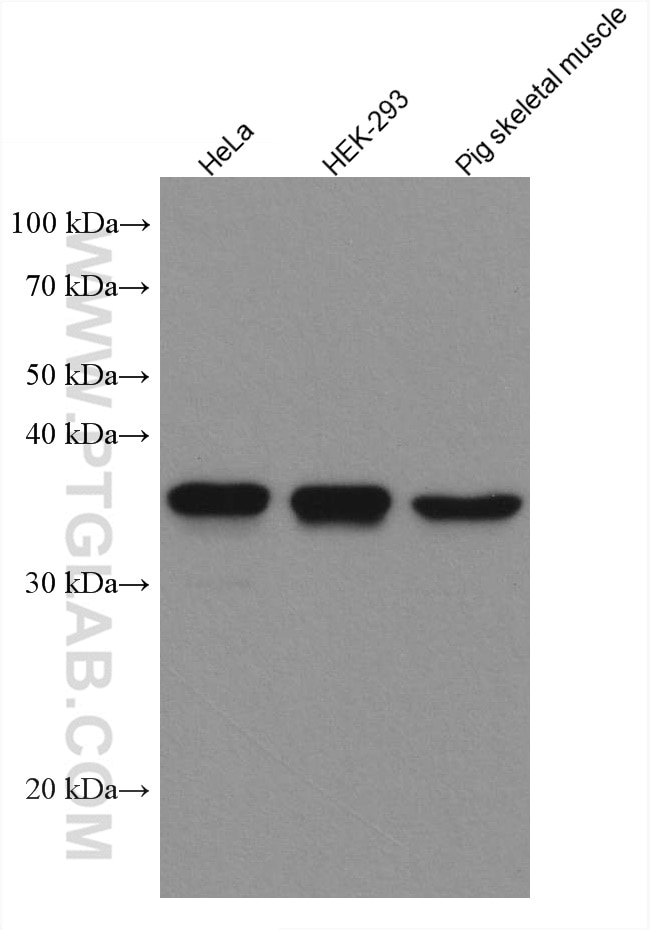 Western Blot (WB) analysis of various lysates using SIX1 Monoclonal antibody (67741-1-Ig)