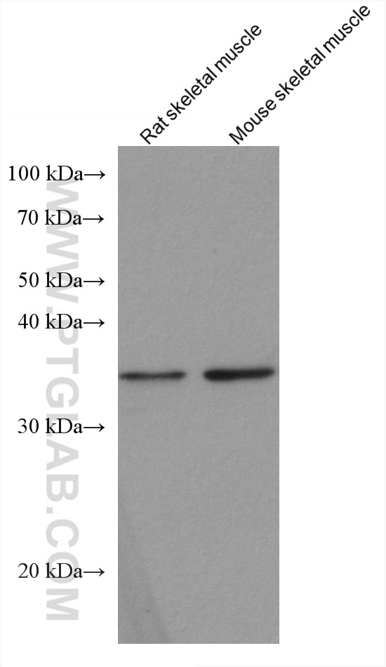 Western Blot (WB) analysis of various lysates using SIX1 Monoclonal antibody (67741-1-Ig)