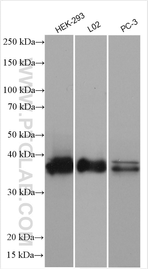 Western Blot (WB) analysis of various lysates using SIX2 Polyclonal antibody (11562-1-AP)