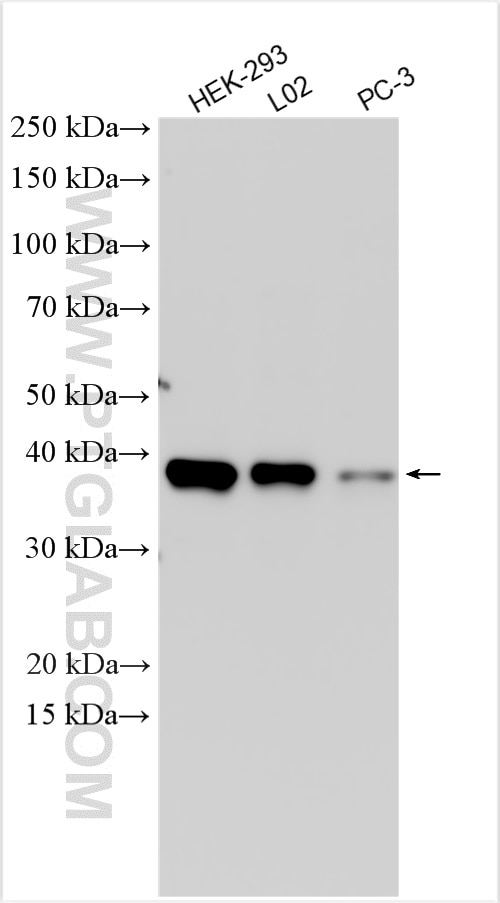 Western Blot (WB) analysis of various lysates using SIX2 Polyclonal antibody (11562-1-AP)