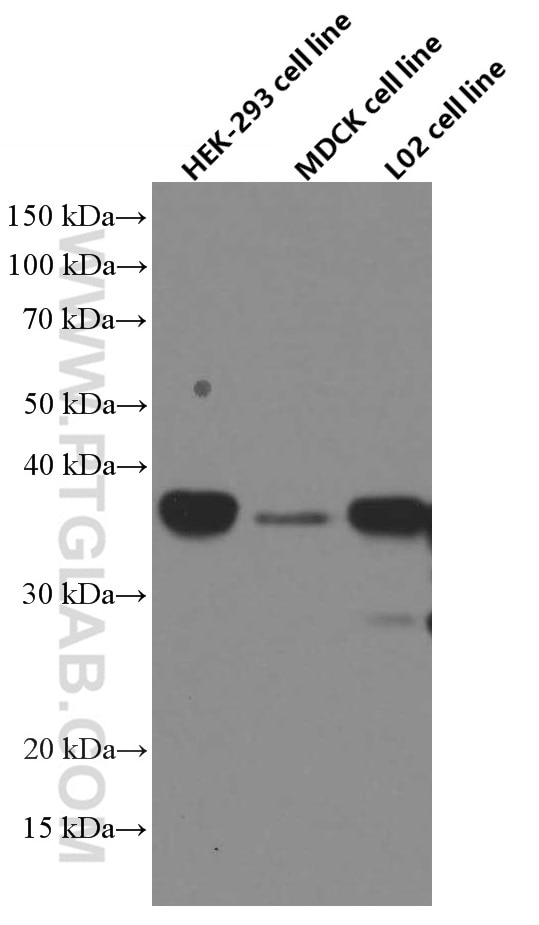 Western Blot (WB) analysis of various lysates using SIX2 Monoclonal antibody (66347-1-Ig)