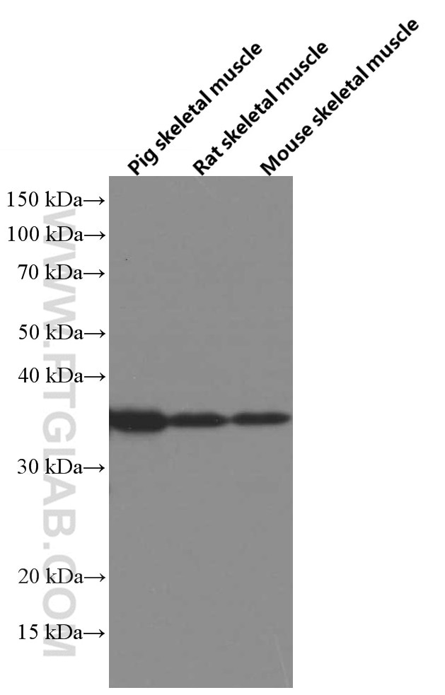 Western Blot (WB) analysis of various lysates using SIX2 Monoclonal antibody (66347-1-Ig)