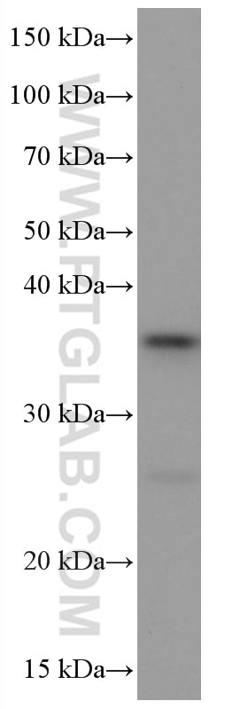 Western Blot (WB) analysis of NCCIT cells using SIX2 Monoclonal antibody (66347-1-Ig)