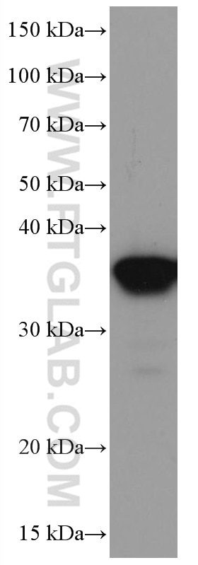 Western Blot (WB) analysis of HEK-293 cells using SIX2 Monoclonal antibody (66347-1-Ig)