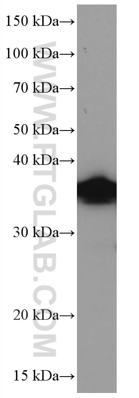 Western Blot (WB) analysis of L02 cells using SIX2 Monoclonal antibody (66347-1-Ig)