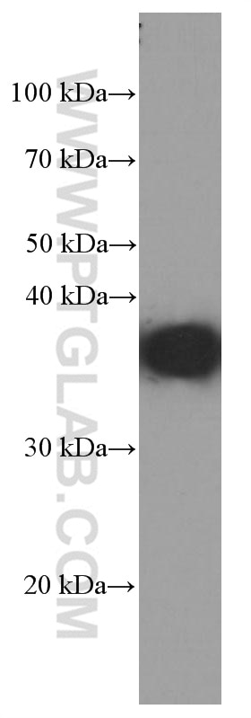Western Blot (WB) analysis of HEK-293 cells using SIX2 Monoclonal antibody (66347-1-Ig)