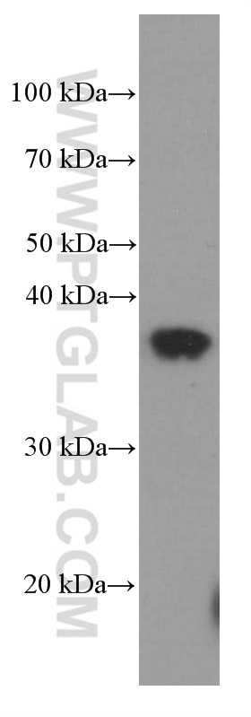 Western Blot (WB) analysis of rat skeletal muscle tissue using SIX2 Monoclonal antibody (66347-1-Ig)