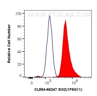 Flow cytometry (FC) experiment of C2C12 cells using CoraLite®594-conjugated SIX2 Monoclonal antibody (CL594-66347)