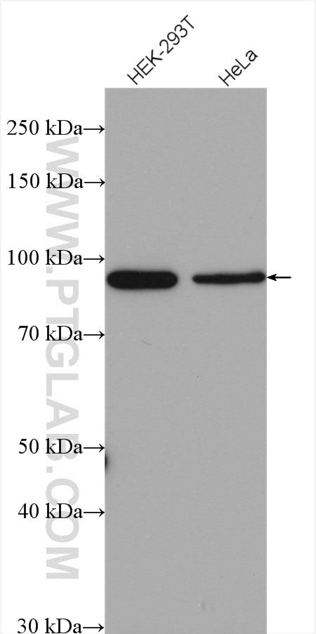 Western Blot (WB) analysis of various lysates using SIX4 Polyclonal antibody (21305-1-AP)