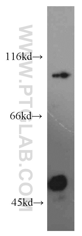 SIX4 Polyclonal antibody