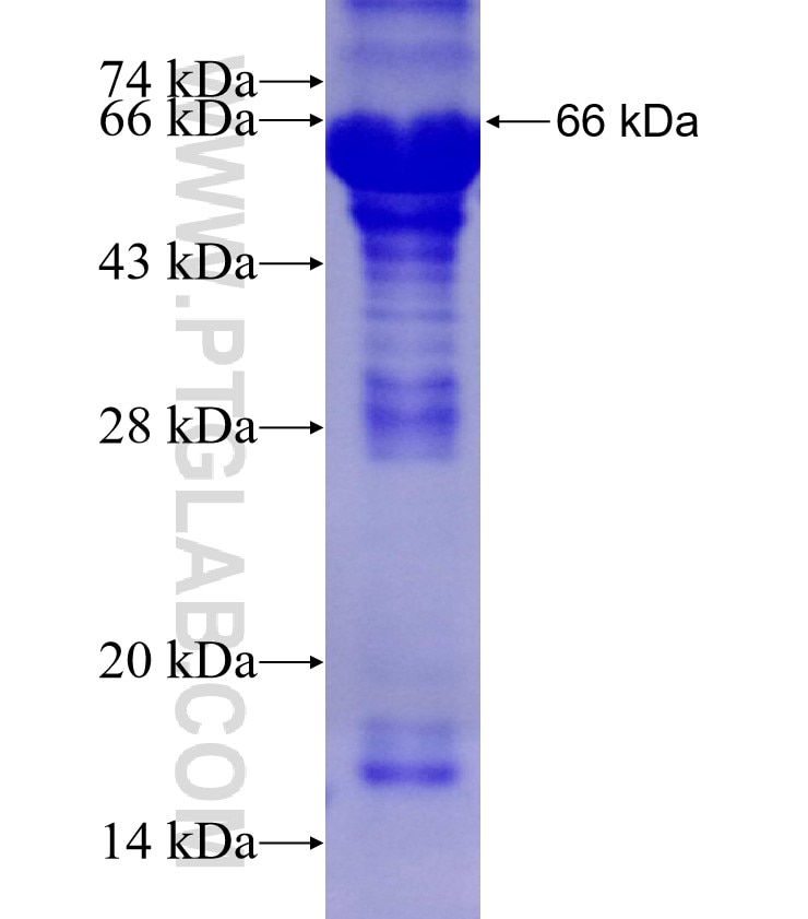 SIX4 fusion protein Ag15918 SDS-PAGE