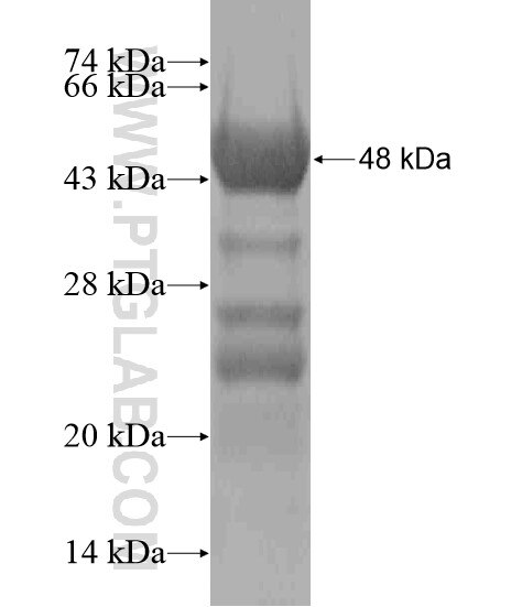SIX5 fusion protein Ag18993 SDS-PAGE