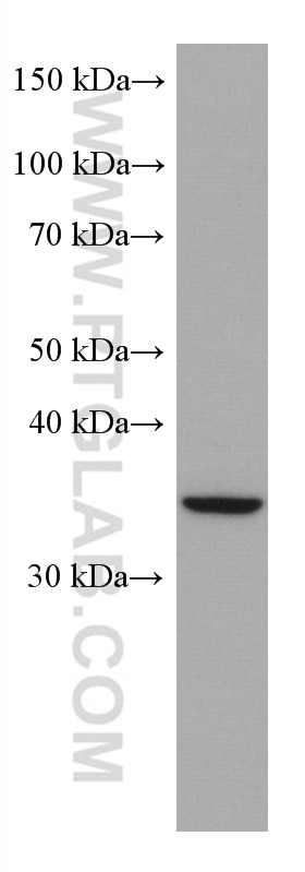 Western Blot (WB) analysis of HUVEC cells using SIX6 Monoclonal antibody (67622-1-Ig)