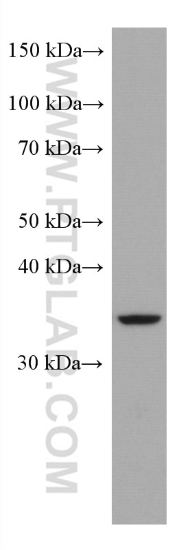 Western Blot (WB) analysis of NCCIT cells using SIX6 Monoclonal antibody (67622-1-Ig)