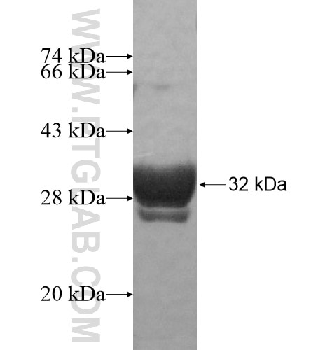 SIX6 fusion protein Ag15291 SDS-PAGE