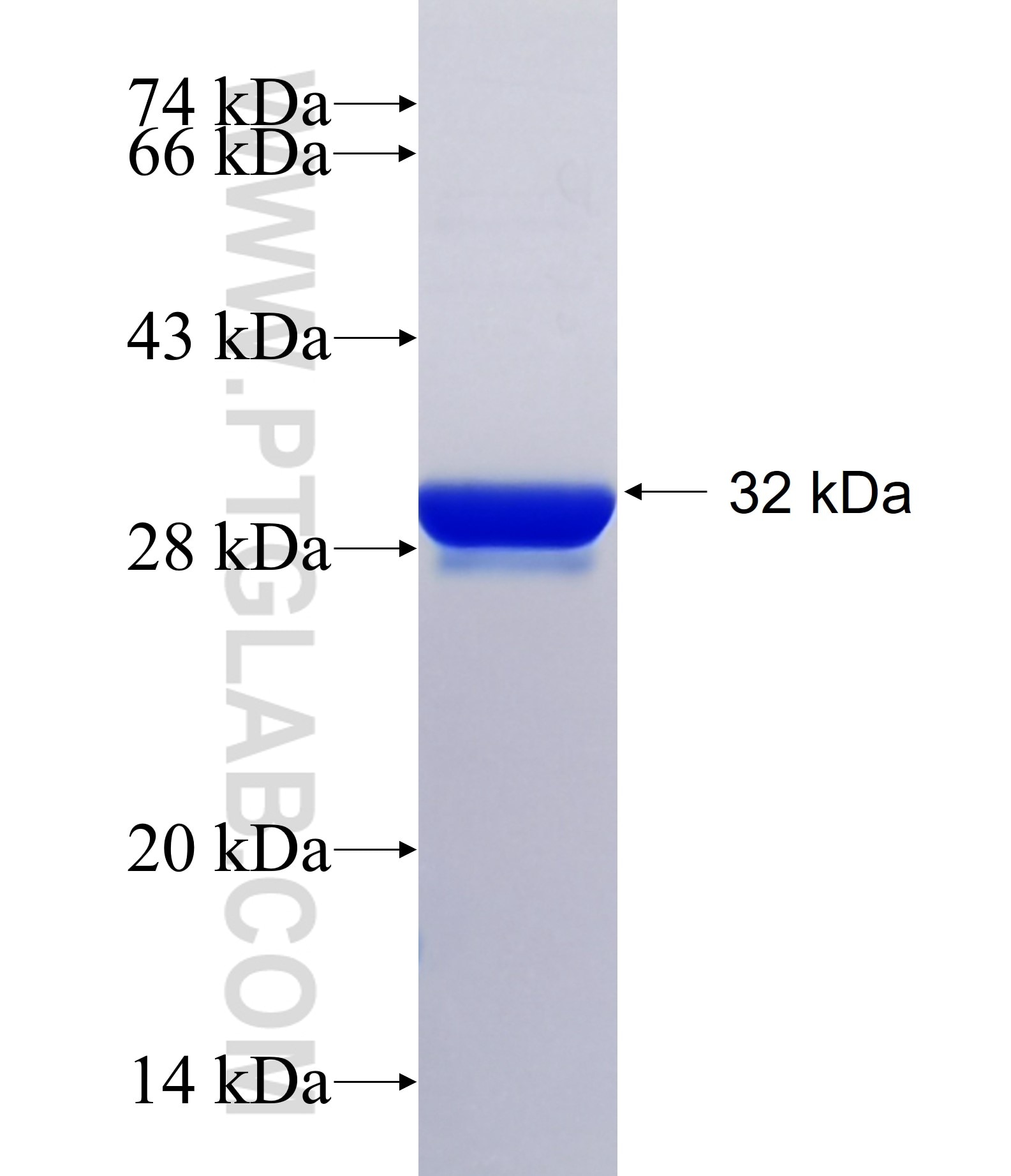 SIX6 fusion protein Ag15291 SDS-PAGE