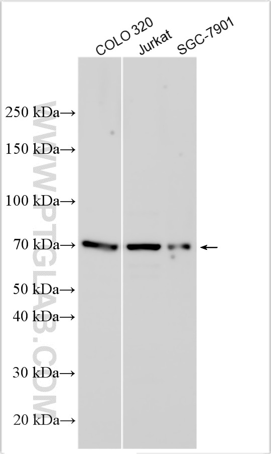 Western Blot (WB) analysis of various lysates using SIX6OS1 Polyclonal antibody (30610-1-AP)