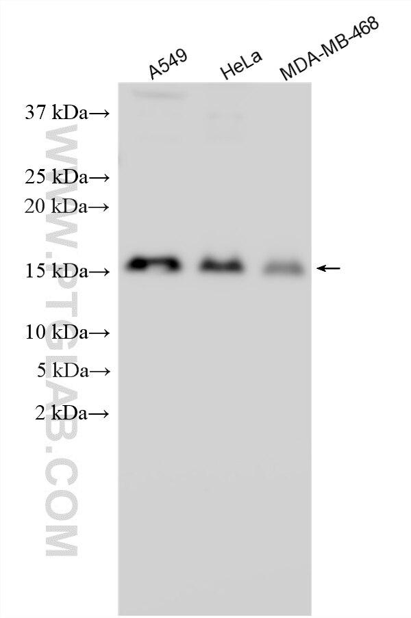 WB analysis using 33333-1-AP Western Blot (WB) analysis of various lysates using SKA2 Polyclonal antibody (33333-1-AP)