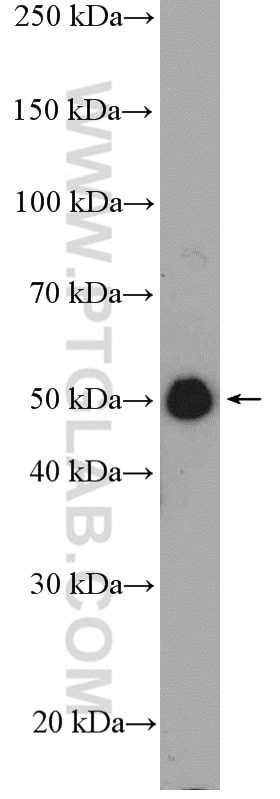 Western Blot (WB) analysis of NIH/3T3 cells using SKAP2 Polyclonal antibody (12926-1-AP)