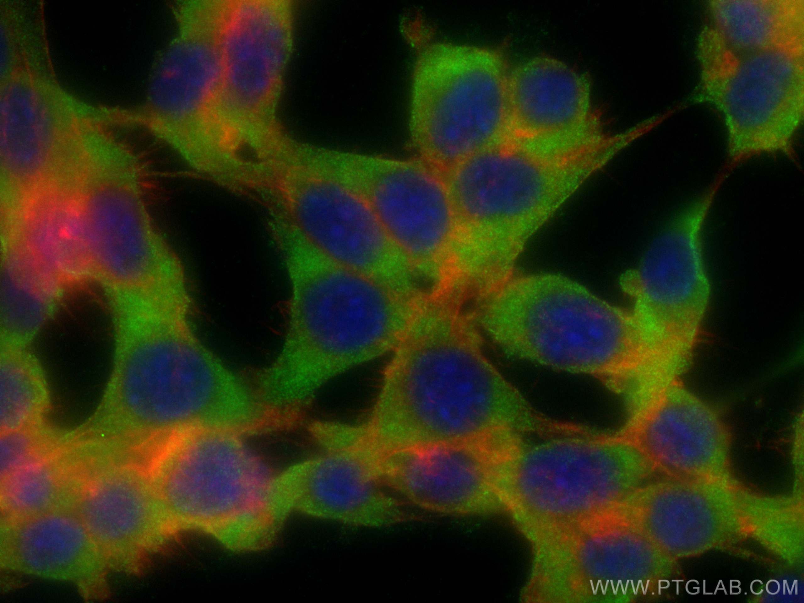 Immunofluorescence (IF) / fluorescent staining of NIH/3T3 cells using SKAP2 Monoclonal antibody (66367-1-Ig)